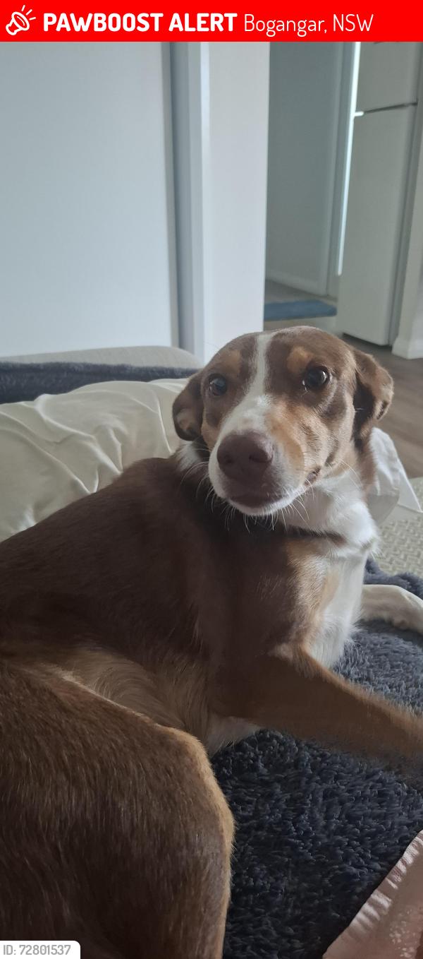 Lost Female Dog last seen Bogangar public school, Bogangar, NSW 2488