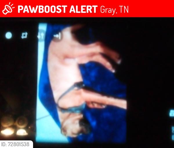 Lost Male Dog last seen Grassy valley road, Gray, TN 37615