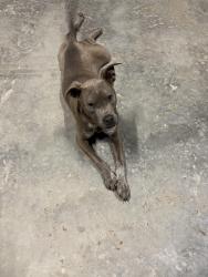 Found/Stray Male Dog last seen Near old Jackson road and Brittan road, Somerville, TN 38068