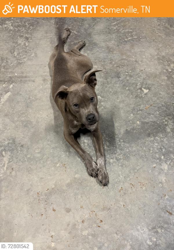 Found/Stray Male Dog last seen Near old Jackson road and Brittan road, Somerville, TN 38068