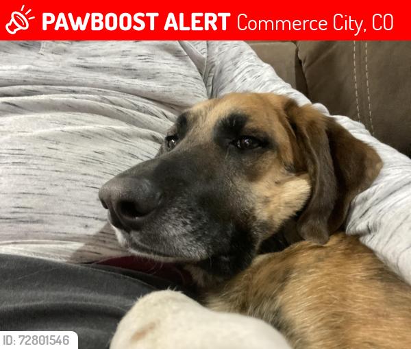 Lost Male Dog last seen Suncore, Commerce City, CO 80022