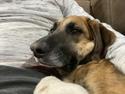 Lost Male Dog last seen Suncore, Commerce City, CO 80022