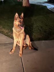 Found/Stray Unknown Dog last seen Berkshire rd, Bakersfield, CA 93313