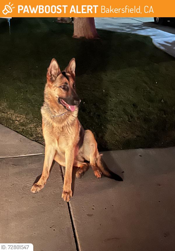 Found/Stray Unknown Dog last seen Berkshire rd, Bakersfield, CA 93313