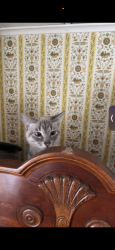 Lost Female Cat last seen Sheridan ave , New Castle, PA 16105