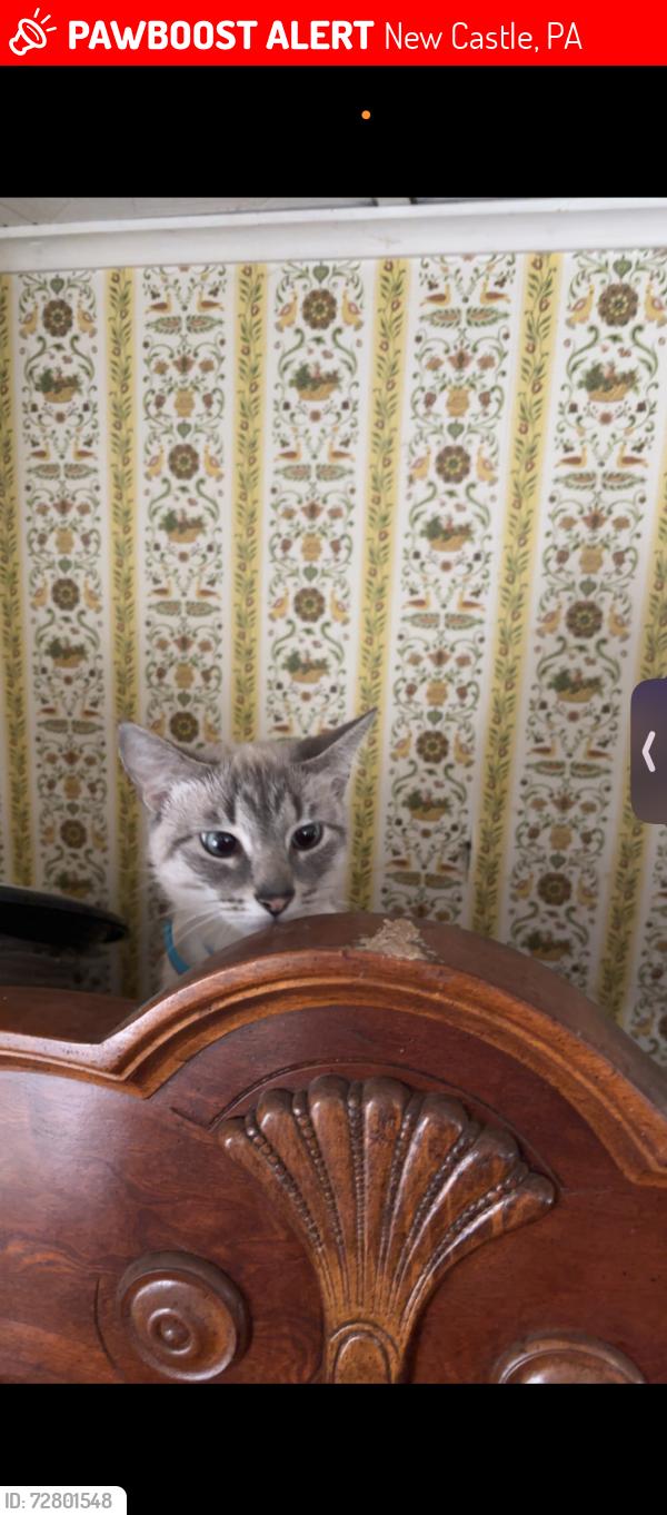 Lost Female Cat last seen Sheridan ave, New Castle, PA 16105