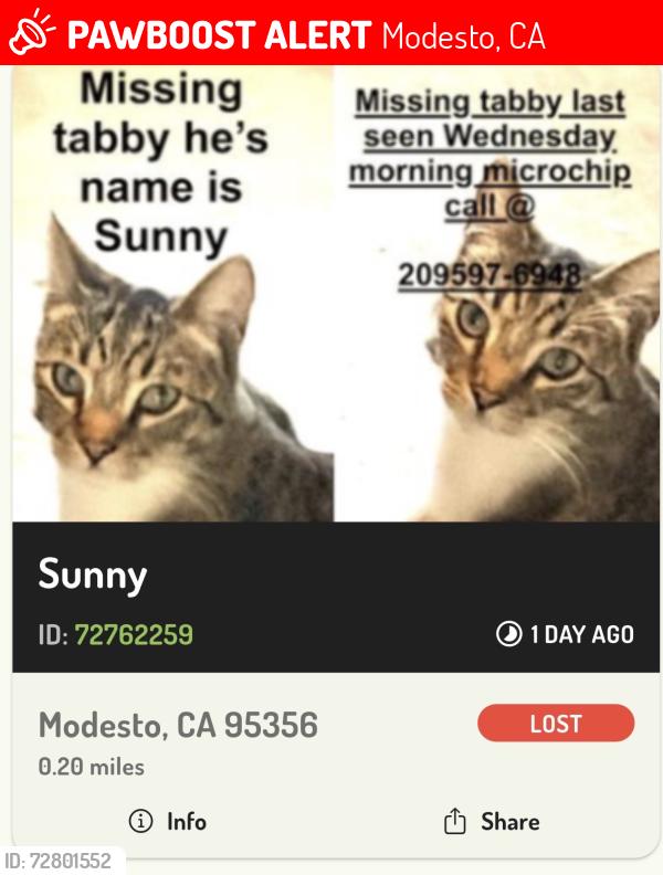 Lost Male Cat last seen Rotterdam, Modesto, CA 95356
