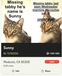 Lost Male Cat last seen Rotterdam, Modesto, CA 95356
