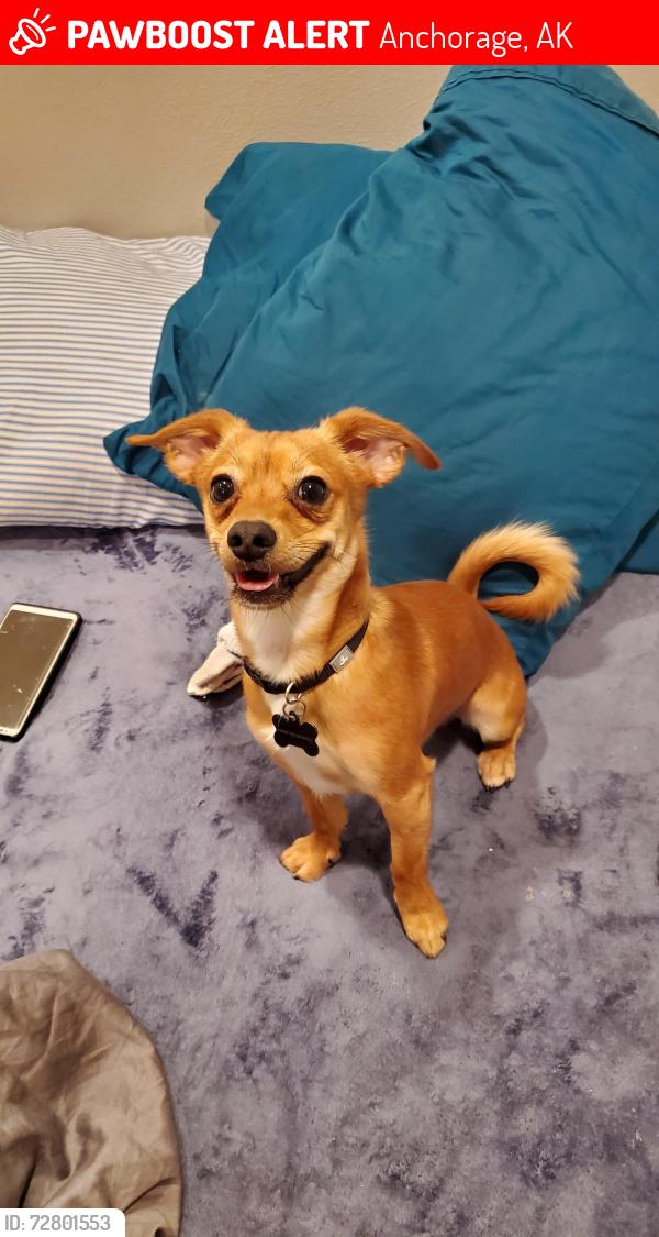 Lost Male Dog last seen Columbine and Penland Parkway, Anchorage, AK 99508