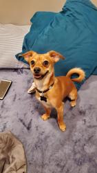 Lost Male Dog last seen Columbine and Penland Parkway , Anchorage, AK 99508