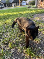 Lost Male Cat last seen Boat Club Rd in Secret Harbor housing Edition , Fort Worth, TX 76179