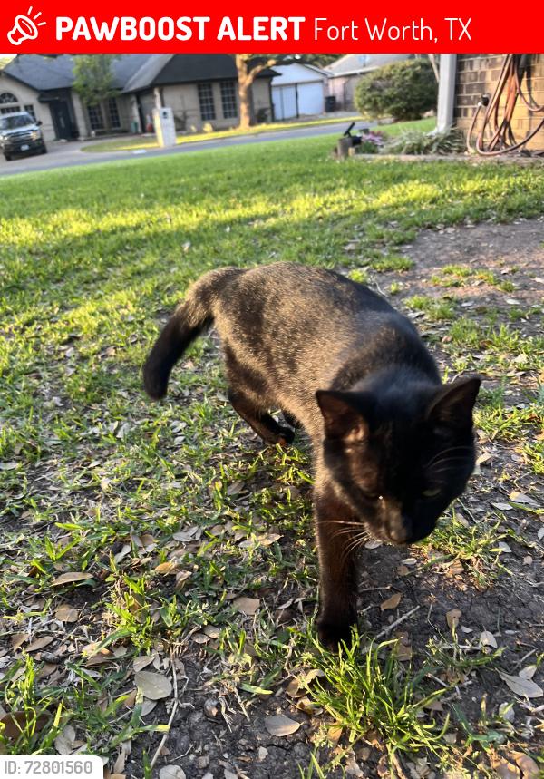 Lost Male Cat last seen Boat Club Rd in Secret Harbor housing Edition , Fort Worth, TX 76179