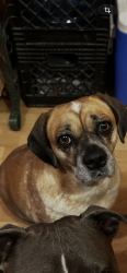 Lost Female Dog last seen Dog patch area , Wichita Falls, TX 76302