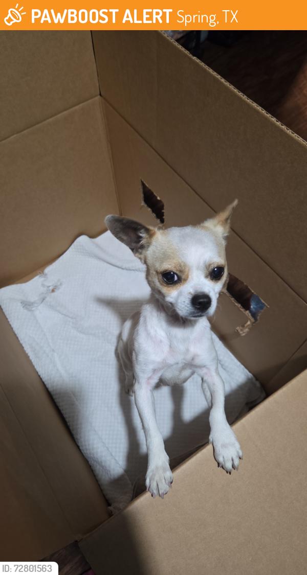 Found/Stray Male Dog last seen Near Adine Westfield , Spring, TX 77373