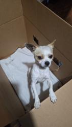 Found/Stray Male Dog last seen Near Adine Westfield , Spring, TX 77373