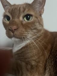Lost Male Cat last seen Seacoast & Pelican off Olive Branch Road, Durham, NC 27703