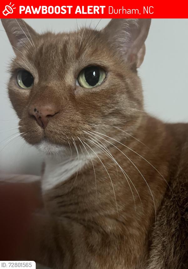 Lost Male Cat last seen Seacoast & Pelican off Olive Branch Road, Durham, NC 27703