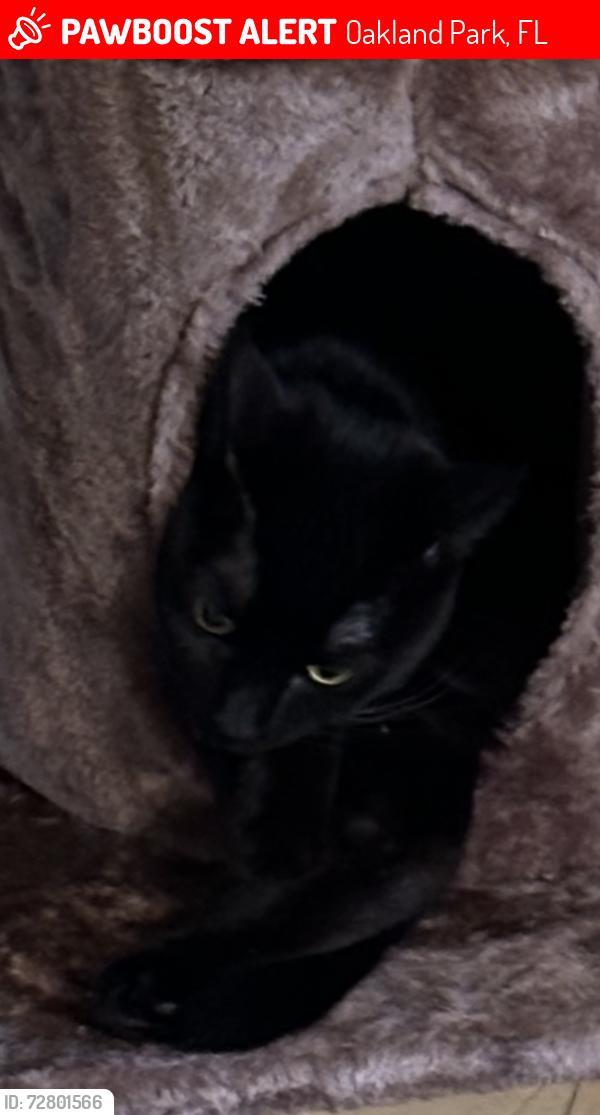 Lost Male Cat last seen Commercial Blvd, Oakland Park, FL 33334