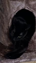 Lost Male Cat last seen Commercial Blvd, Oakland Park, FL 33334