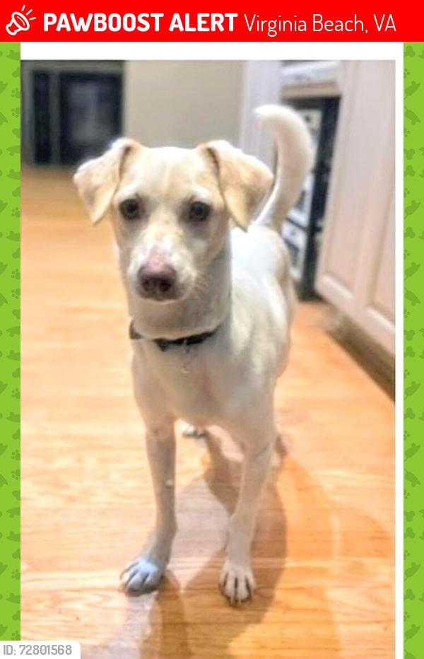 Lost Male Dog last seen LAKE SHORES / INDEPENDENCE BLVD , Virginia Beach, VA 23455
