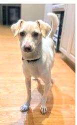 Lost Male Dog last seen LAKE SHORES / INDEPENDENCE BLVD , Virginia Beach, VA 23455