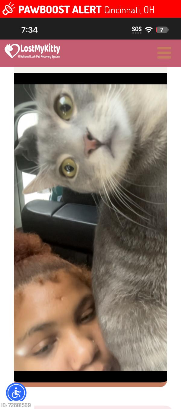 Lost Male Cat last seen Lynn and ezzard Charles, Cincinnati, OH 45203
