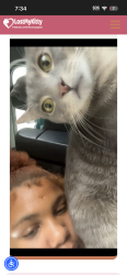 Lost Male Cat last seen Lynn and ezzard Charles, Cincinnati, OH 45203