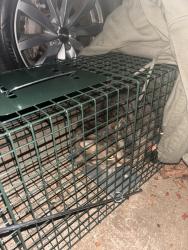 Found/Stray Unknown Cat last seen Commerce Road, Athens, GA 30601