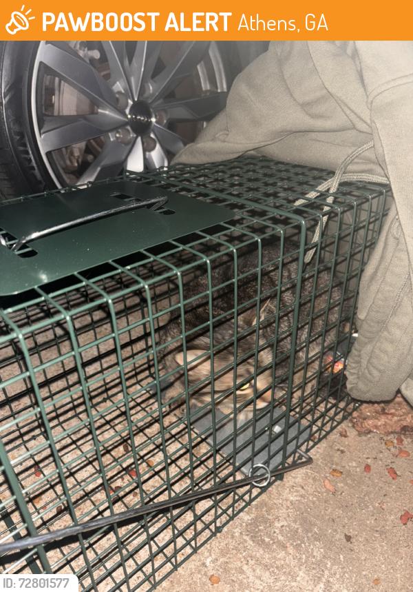 Found/Stray Unknown Cat last seen Commerce Road, Athens, GA 30601