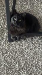 Lost Male Cat last seen Romeiser dr at travelodge , Macon, GA 31206