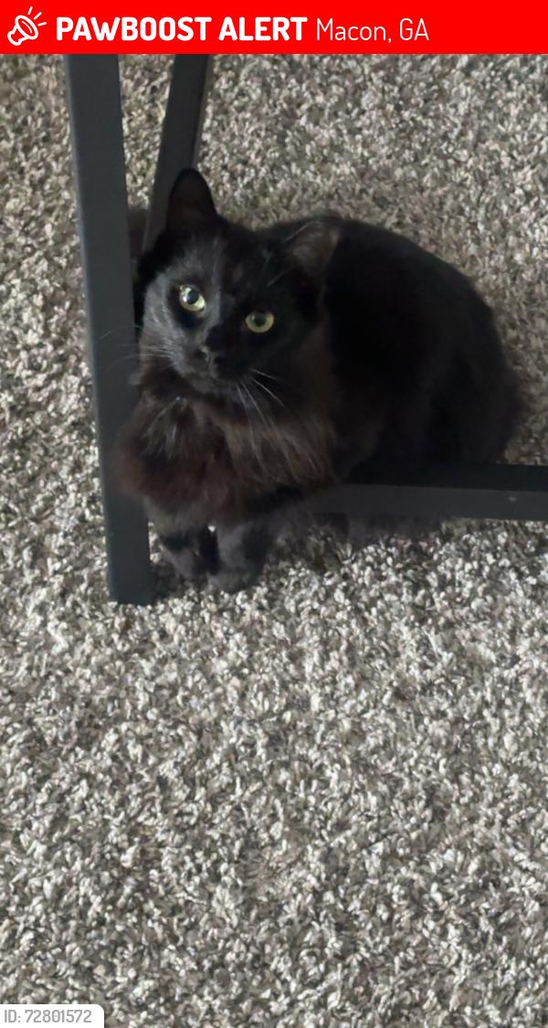 Lost Male Cat last seen Romeiser dr at travelodge , Macon, GA 31206
