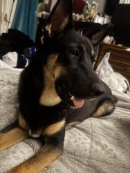 Lost Female Dog last seen Wedgewood middle school , Fort Worth, TX 76133