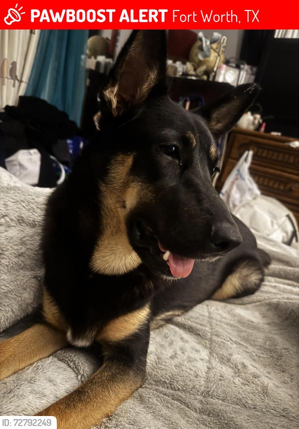 Lost Female Dog last seen Wedgewood middle school , Fort Worth, TX 76133