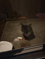 Found/Stray Male Cat last seen Near ne 73rd cir , Vancouver, WA 98682