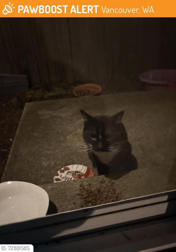 Found/Stray Male Cat last seen Near ne 73rd cir , Vancouver, WA 98682