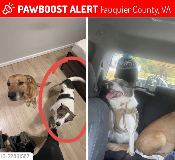 Lost Male Dog last seen Elk run church road, Fauquier County, VA 22720