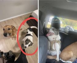 Lost Male Dog last seen Elk run church road, Fauquier County, VA 22720
