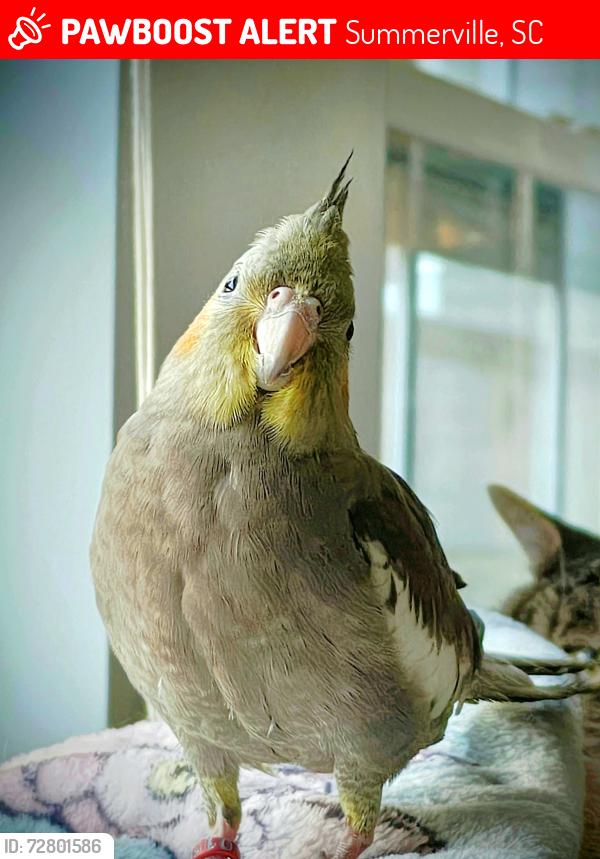 Lost Male Bird last seen Avonshire Drive heading toward Bear Island Rd, Summerville, SC 29483