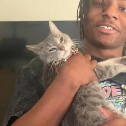 Lost Female Cat last seen Mcdonalds joliet, Crest Hill, IL 60403