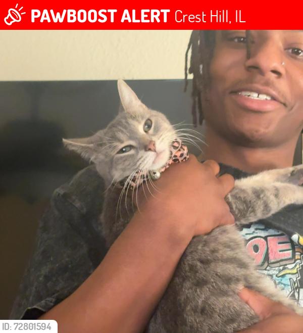 Lost Female Cat last seen Mcdonalds joliet, Crest Hill, IL 60403