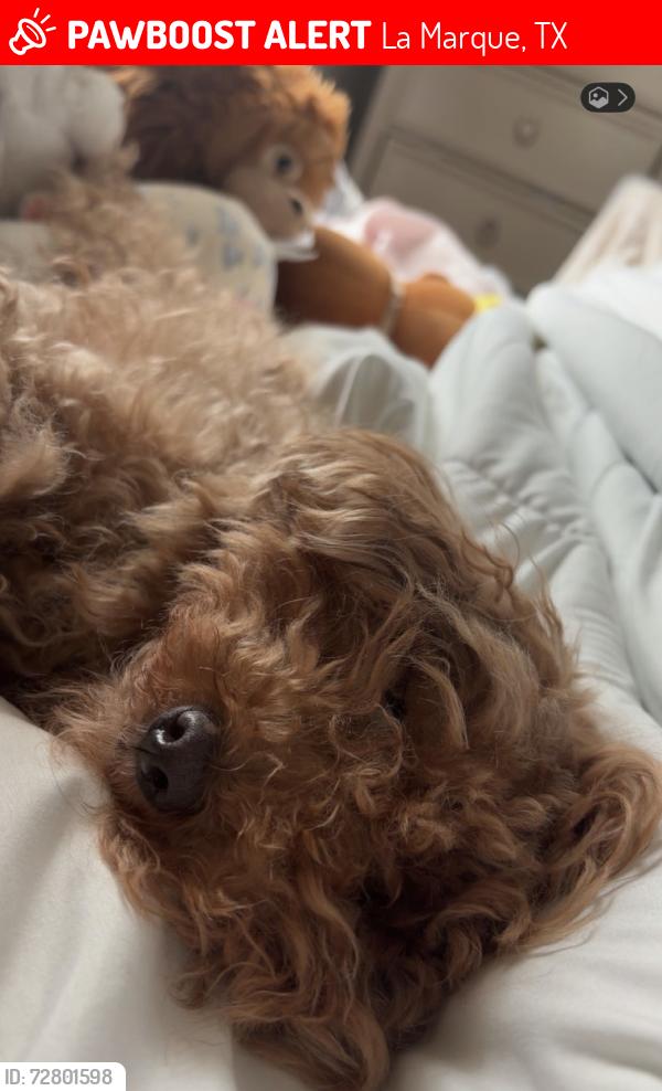 Lost Female Dog last seen Near Robbie st , La Marque, TX 77568