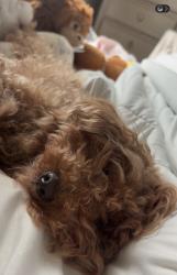 Lost Female Dog last seen Near Robbie st , La Marque, TX 77568