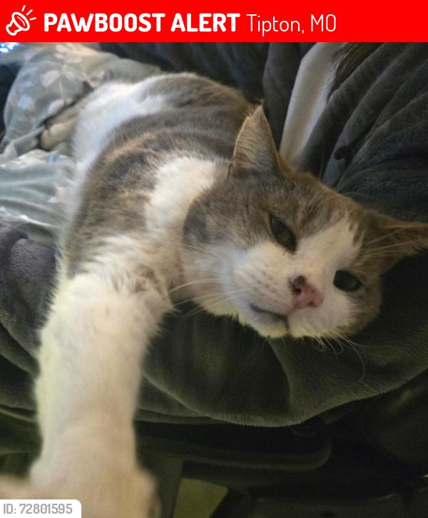 Lost Male Cat last seen Near Highstreet Tipton MO, Tipton, MO 65081