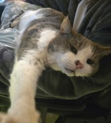 Lost Male Cat last seen Near Highstreet Tipton MO, Tipton, MO 65081