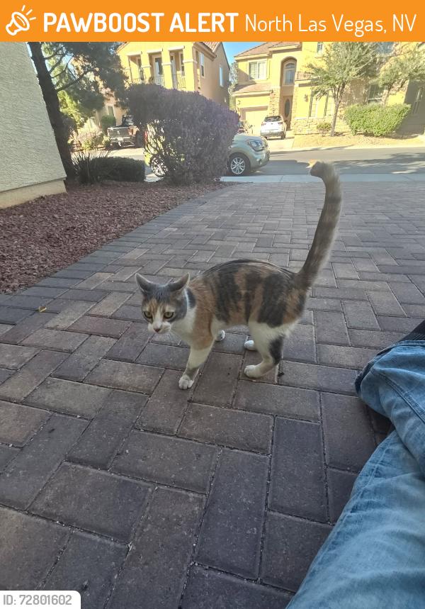 Found/Stray Unknown Cat last seen The Fields neighborhood on Aliante and Elkhorn, North Las Vegas, NV 89084