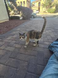 Found/Stray Unknown Cat last seen The Fields neighborhood on Aliante and Elkhorn, North Las Vegas, NV 89084