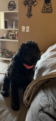 Lost Female Dog last seen Coors Blvd SE & Las Padillas Cemetery area, Albuquerque, NM 87121