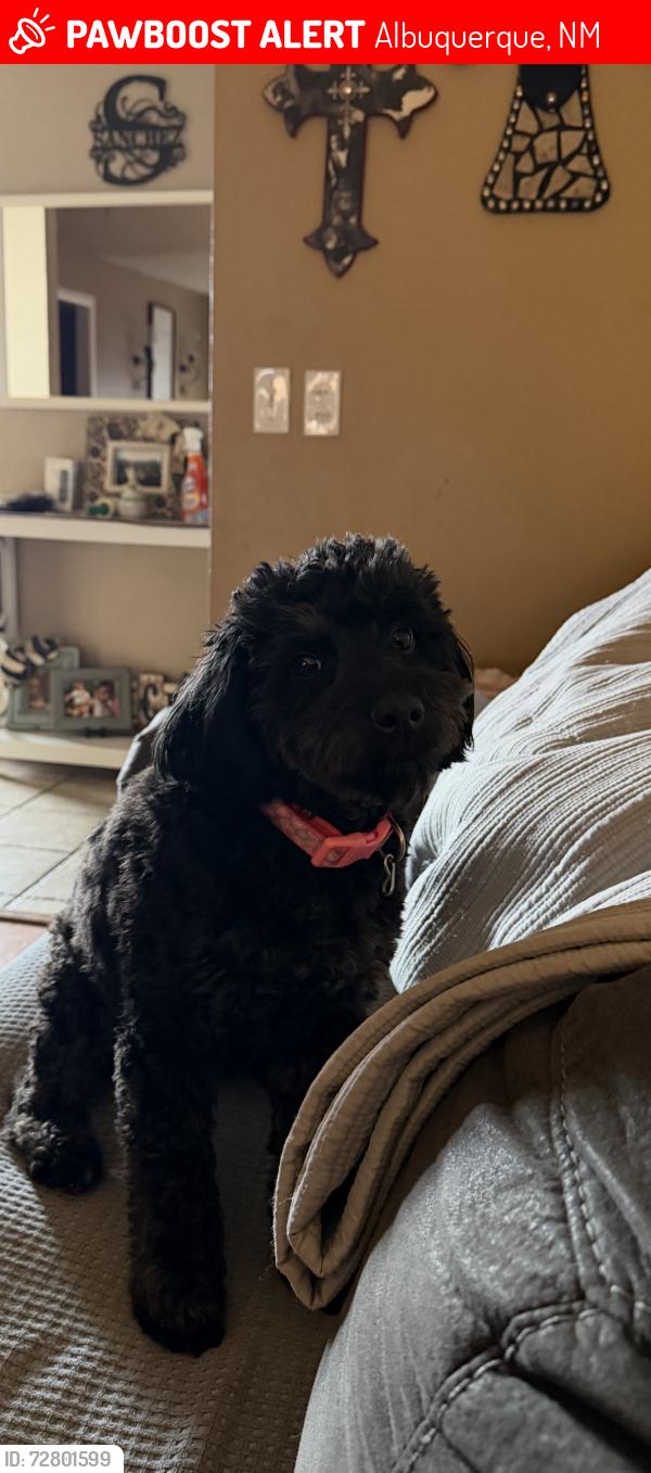 Lost Female Dog last seen Coors Blvd SE & Las Padillas Cemetery area, Albuquerque, NM 87121