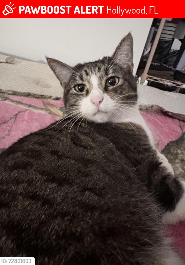Lost Female Cat last seen Hollywood library , Hollywood, FL 33020