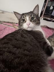 Lost Female Cat last seen Hollywood library , Hollywood, FL 33020